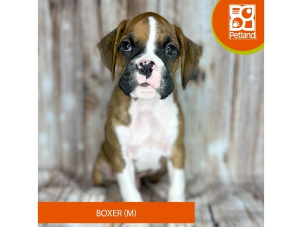 Boxer – 9088