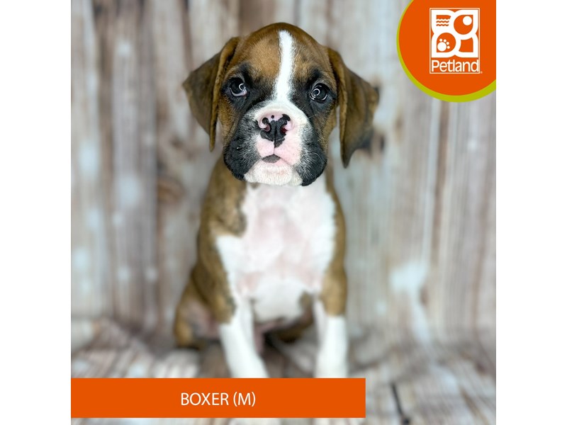 Boxer - 9088 Image #1