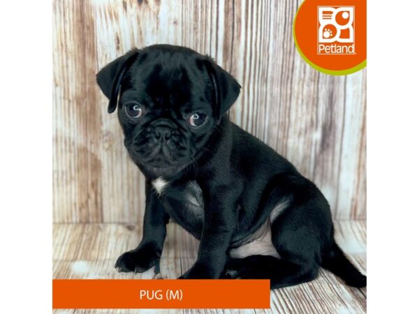 Pug – 9118