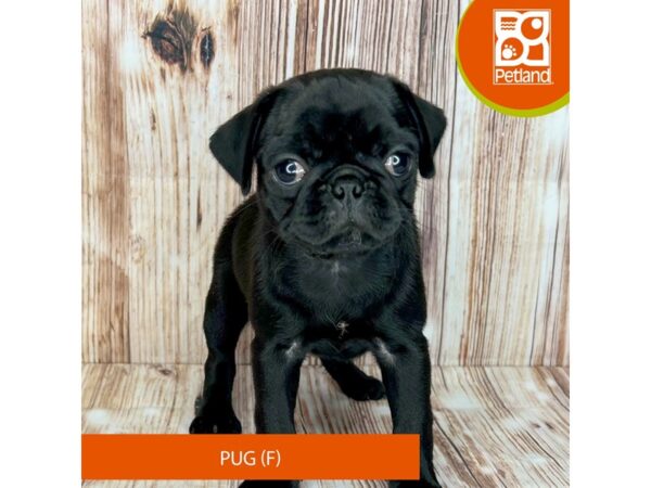 Pug – 9117