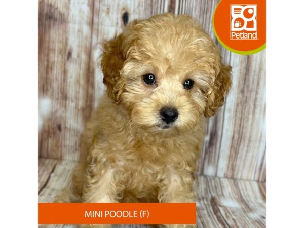 Poodle Mini Dog Female Red 9124 Petland Dayton, Ohio