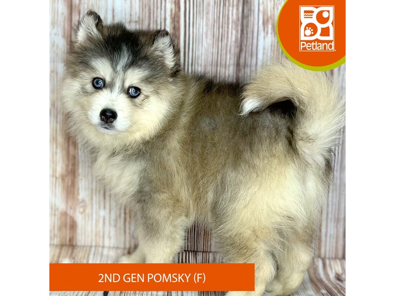 What Is A Second Generation Pomsky