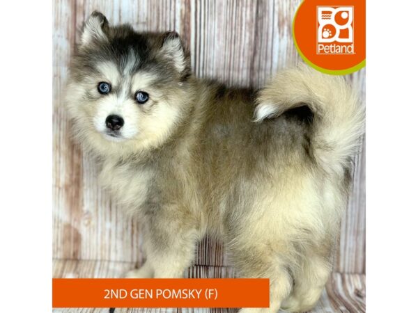Pomsky 2nd Gen – 9127