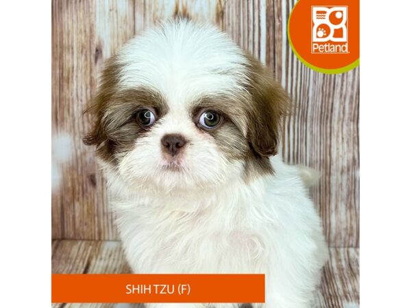 Shih Tzu-Dog-Female-Brown / White-9122-Petland Dayton, Ohio