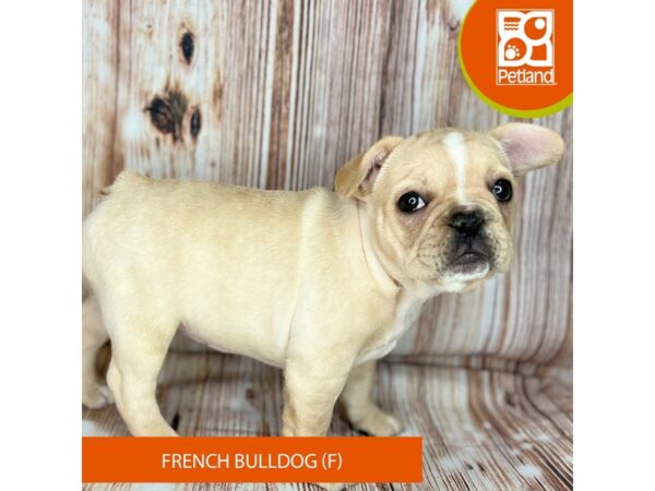 French Bulldog – 9121