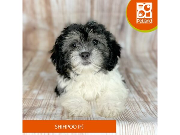 Shihpoo – 9137