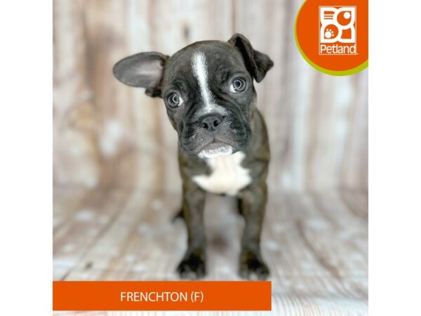 Frenchton – 9135