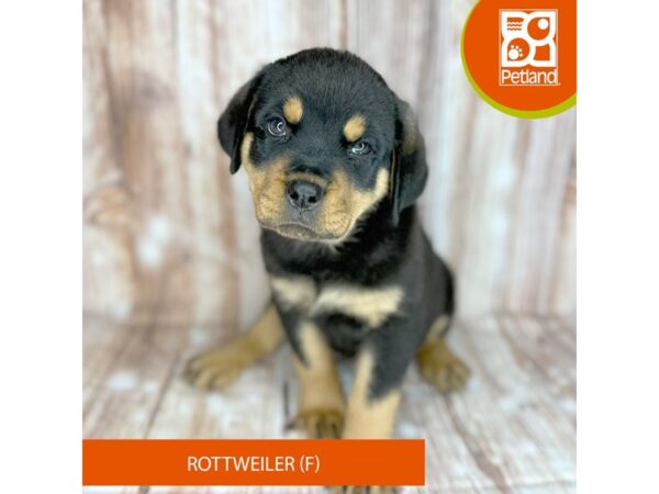 Rottweiler – 9134