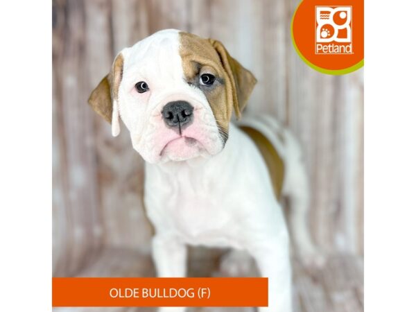 Olde Bulldog – 9133
