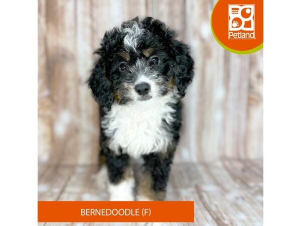 Bernedoodle – 9131