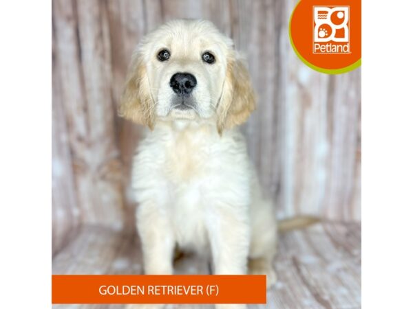 Golden Retriever – 9130
