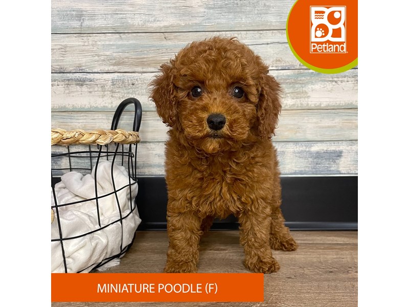 Miniature Poodle - 9154 Image #1