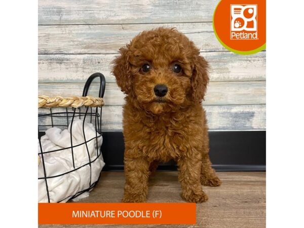 Miniature Poodle – 9154