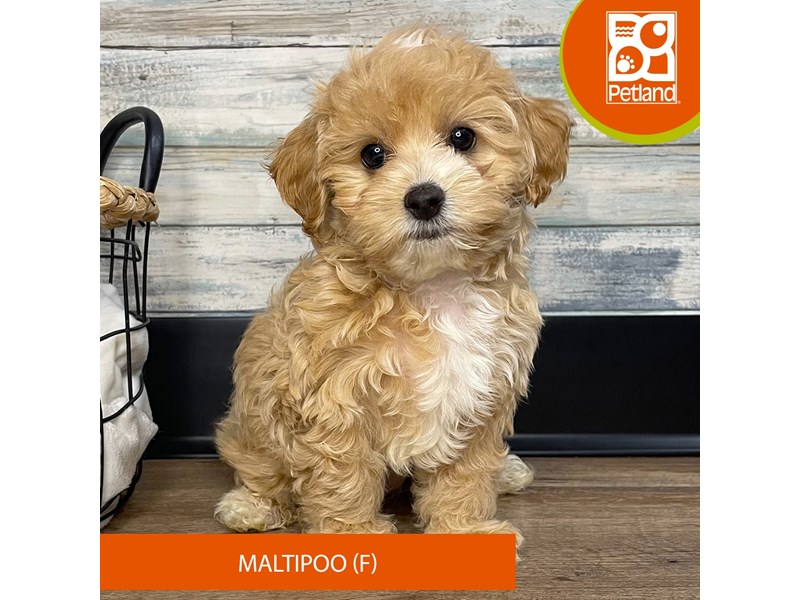Maltipoo - 9153 Image #1