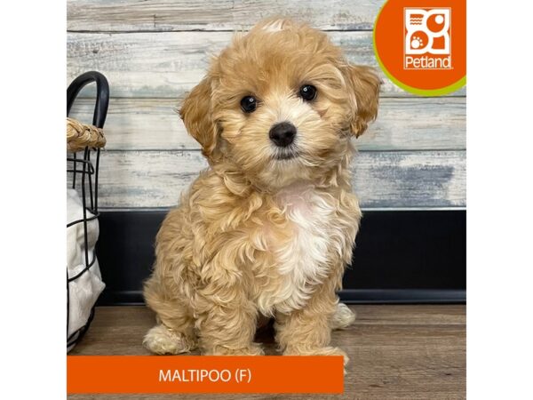 Maltipoo – 9153