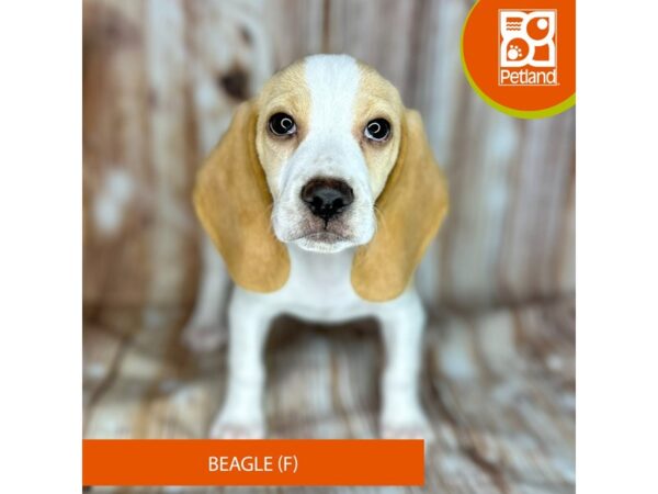 Beagle – 9113