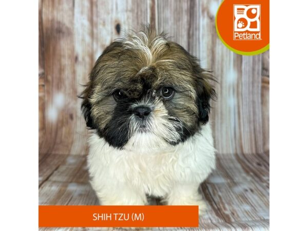 Shih Tzu – 9142