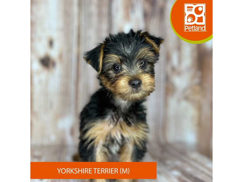 Yorkshire Terrier - 9139 Image #1