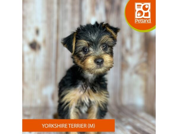 Yorkshire Terrier – 9139
