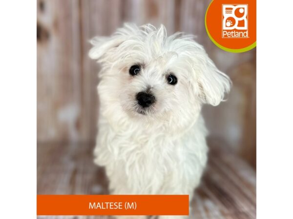 Maltese – 9138