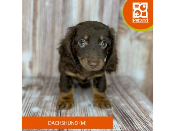 Dachshund – 9140