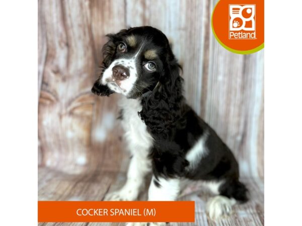 Cocker Spaniel – 9150
