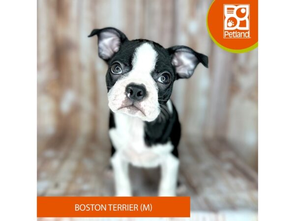 Boston Terrier – 9149