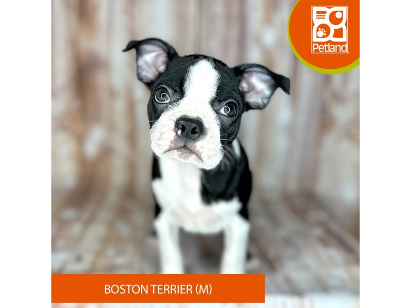 Boston Terrier - 9149 Image #1