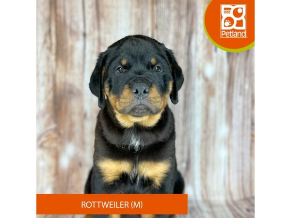 Rottweiler – 9161