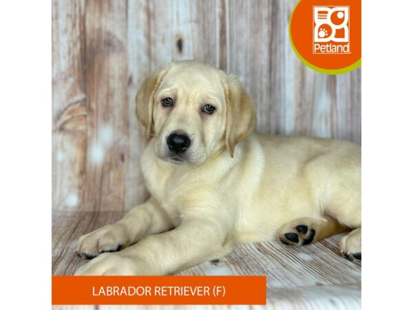 Labrador Retriever – 9160