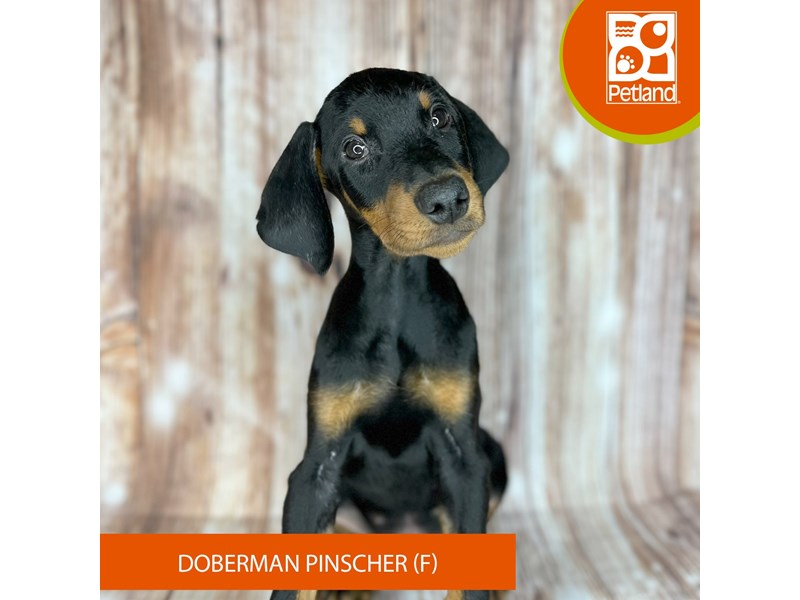Doberman Pinscher - 9159 Image #1