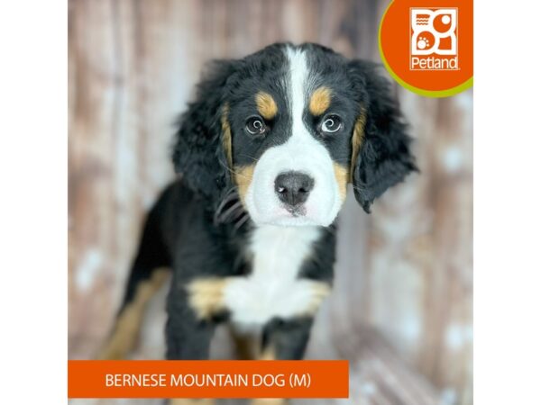 Bernese Mountain Dog – 9158