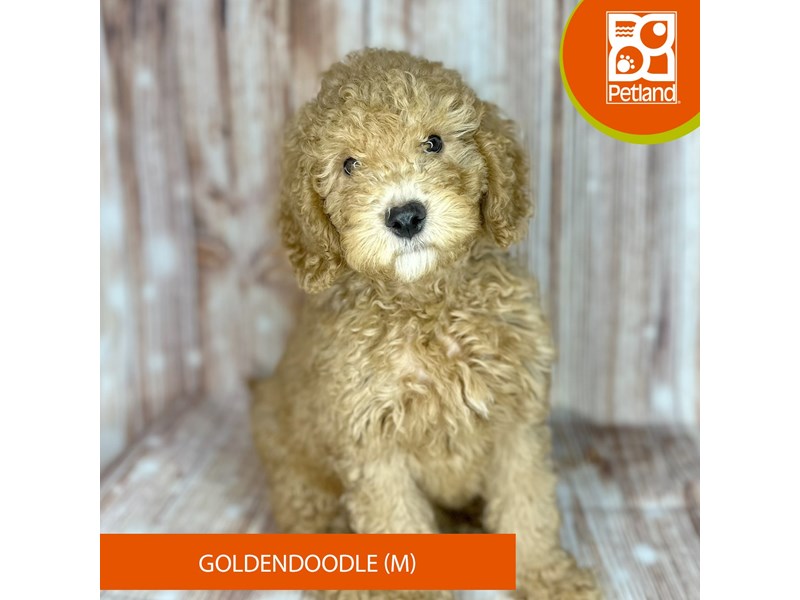 Goldendoodle - 9157 Image #1