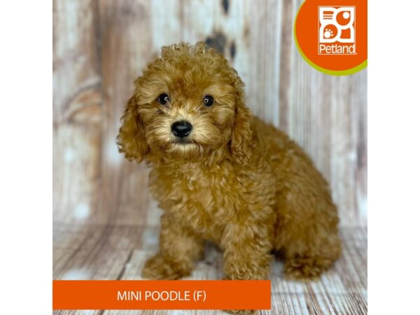 Poodle Mini – 9156