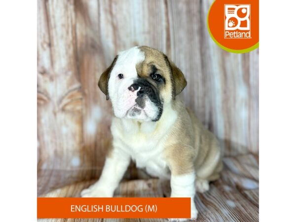 English Bulldog – 9162