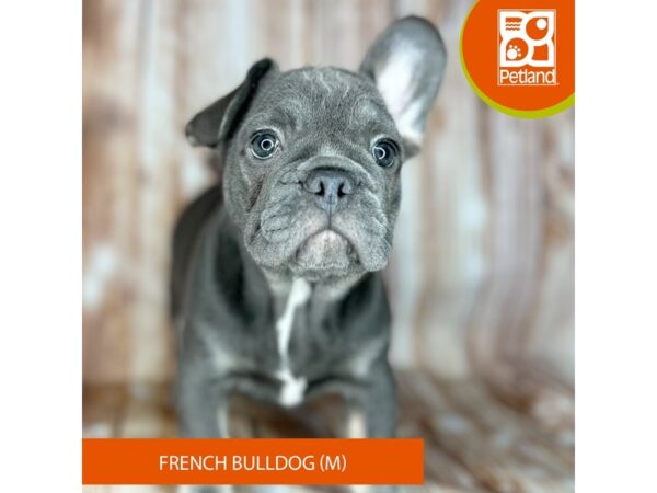 French Bulldog – 9172