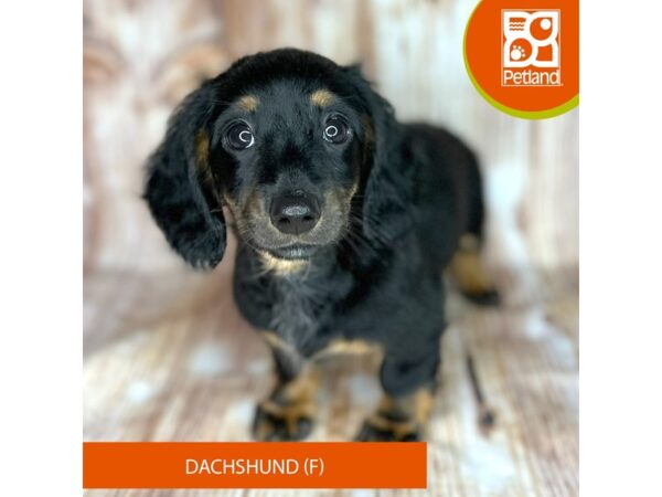Dachshund – 9170