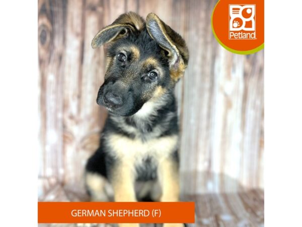 German Shepherd – 9168