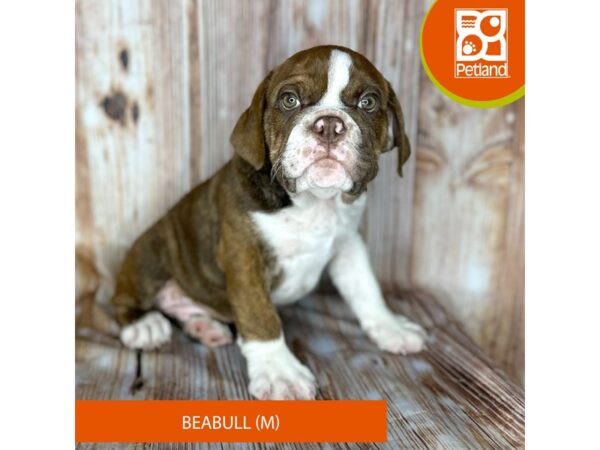 Beabull – 9167