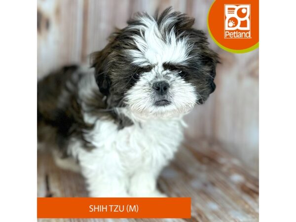 Shih Tzu – 9166