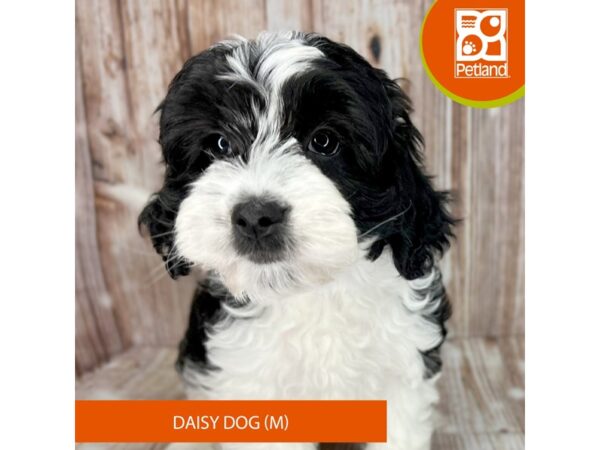 Daisy Dog – 9116
