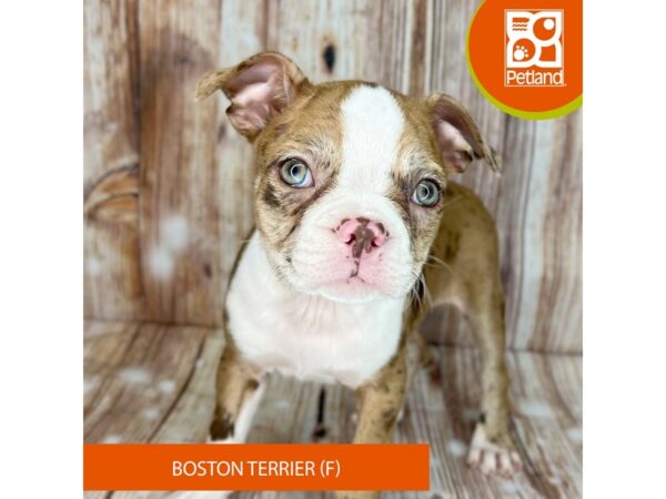 Boston Terrier – 9125