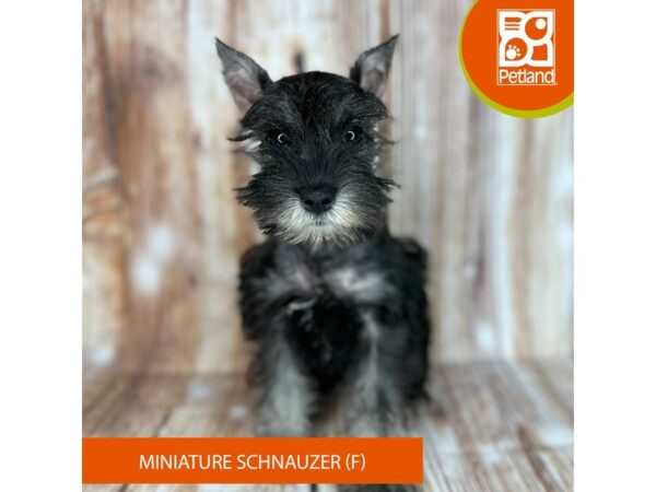 Miniature Schnauzer – 9145