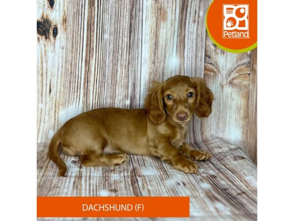 Dachshund – 9141