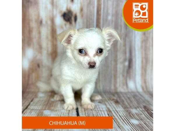Chihuahua – 9147