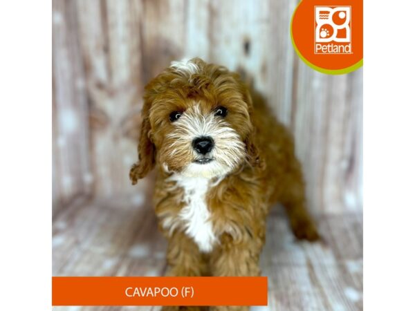 Cavapoo – 9151