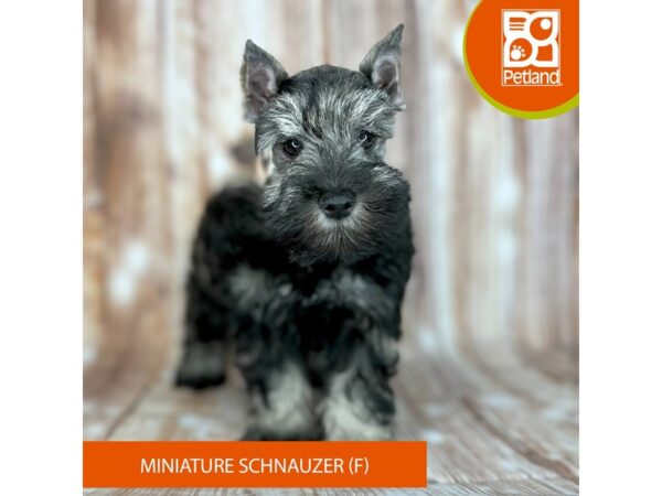 Miniature Schnauzer – 9148