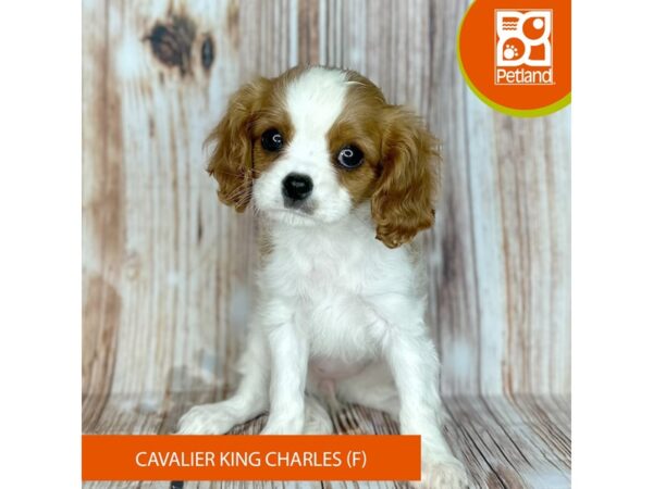 Cavalier King Charles Spaniel – 9155