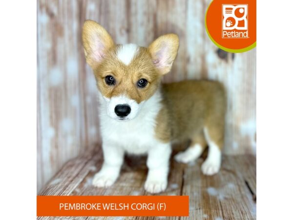 Pembroke Welsh Corgi – 9165