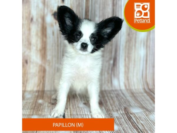 Papillon – 9164